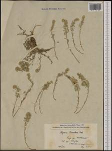 Alyssum montanum L., Western Europe (EUR) (North Macedonia)