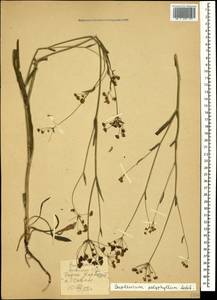 Bupleurum polyphyllum Ledeb., Caucasus, Armenia (K5) (Armenia)