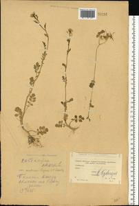 Cardamine amara L., Eastern Europe, Moscow region (E4a) (Russia)