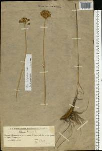Allium lineare L., Eastern Europe, Lower Volga region (E9) (Russia)