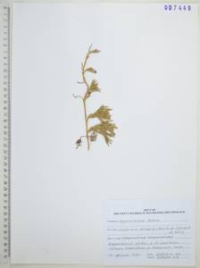 Huperzia selago (L.) Bernh., Siberia, Russian Far East (S6) (Russia)