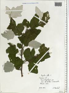 Populus alba L., Eastern Europe, Central region (E4) (Russia)