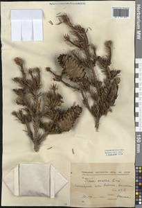 Picea abies (L.) H.Karst., Western Europe (EUR) (Bulgaria)
