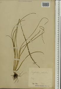 Triglochin palustris L., Eastern Europe, Estonia (E2c) (Estonia)