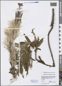 Chamaenerion angustifolium (L.) Scop., Eastern Europe, Moscow region (E4a) (Russia)