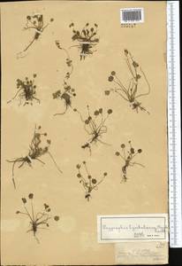 Halerpestes sarmentosus (Adams) Kom., Middle Asia, Dzungarian Alatau & Tarbagatai (M5) (Kazakhstan)