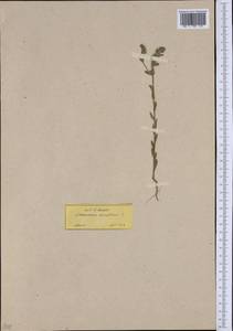 Buglossoides tenuiflora (L. fil.) I. M. Johnst., Western Europe (EUR) (Greece)