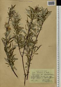 Salix schwerinii E. L. Wolf, Siberia, Baikal & Transbaikal region (S4) (Russia)