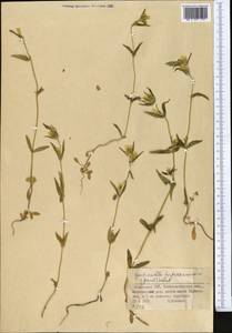 Gentianella turkestanorum (Gandoger) Holub, Middle Asia, Dzungarian Alatau & Tarbagatai (M5) (Kazakhstan)