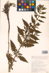 MHA 0 157 807, Lycopus europaeus L., Eastern Europe, Lower Volga region (E9) (Russia)