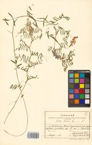 Vicia cracca L., Siberia, Russian Far East (S6) (Russia)