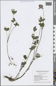 Trifolium pratense L., Eastern Europe, Central forest-and-steppe region (E6) (Russia)