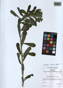 KUZ 001 536, Euphorbia pilosa L., Siberia, Altai & Sayany Mountains (S2) (Russia)