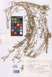 Silene supina M.Bieb., Eastern Europe, South Ukrainian region (E12) (Ukraine)