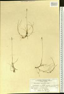 Anthoxanthum arcticum Veldkamp, Siberia, Central Siberia (S3) (Russia)