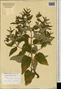 Phlomis herba-venti subsp. pungens (Willd.) Maire ex DeFilipps, Caucasus, Dagestan (K2) (Russia)