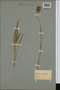 Phyteuma orbiculare L., Western Europe (EUR) (Germany)