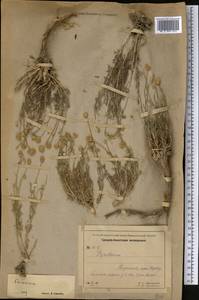 Tanacetum, Middle Asia, Northern & Central Tian Shan (M4) (Kyrgyzstan)