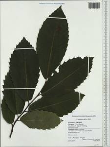 Castanea sativa Mill., Western Europe (EUR) (Germany)