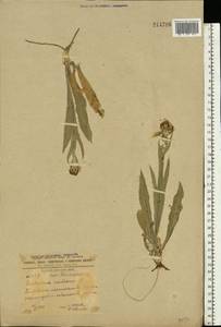 Centaurea triumfettii subsp. axillaris (Willd. ex Celak.) Stef. & T. Georgiev, Eastern Europe, South Ukrainian region (E12) (Ukraine)