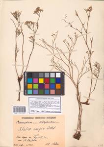 Limonium caspium (Willd.) Gams, Eastern Europe, Lower Volga region (E9) (Russia)