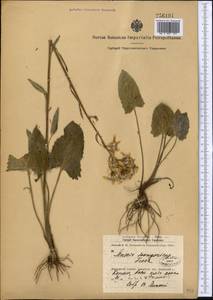 Vickifunkia narynensis (C. Winkl.) C. Ren, L. Wang, I. D. Illar. & Q. E. Yang, Middle Asia, Dzungarian Alatau & Tarbagatai (M5) (Kazakhstan)