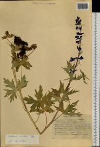 Delphinium inconspicuum Serg., Siberia, Altai & Sayany Mountains (S2) (Russia)