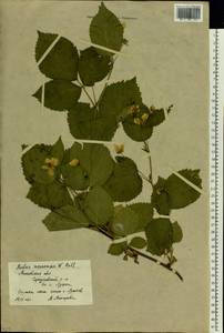 Rubus nessensis Hall, Eastern Europe, Moscow region (E4a) (Russia)