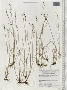 Juncus alpinoarticulatus subsp. rariflorus (Hartm.) Holub, Eastern Europe, Northern region (E1) (Russia)