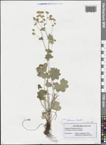Alchemilla glaucescens Wallr., Eastern Europe, Middle Volga region (E8) (Russia)