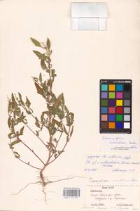 Chenopodium acerifolium Andrz., Eastern Europe, Northern region (E1) (Russia)