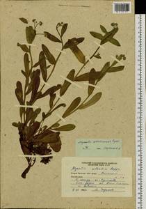 Myosotis sylvatica subsp. sylvatica, Siberia, Russian Far East (S6) (Russia)