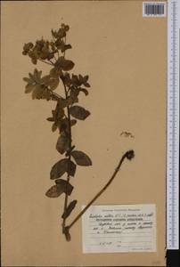 Euphorbia illirica Lam., Western Europe (EUR) (Bulgaria)