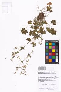 Geranium pyrenaicum Burm. f., Eastern Europe, Moscow region (E4a) (Russia)