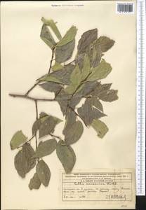 Celtis caucasica Willd., Middle Asia, Western Tian Shan & Karatau (M3) (Kazakhstan)