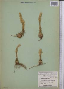 Orostachys thyrsiflora (DC.) Fisch. ex Sweet, Middle Asia, Northern & Central Tian Shan (M4) (Kyrgyzstan)