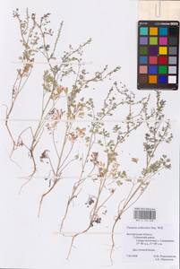 Fumaria schleicheri Soy.-Will., Eastern Europe, Central forest-and-steppe region (E6) (Russia)