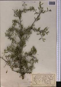 Rhamnus erythroxyloides subsp. sintenisii (Rech. fil.) D.J. Mabberley, Middle Asia, Kopet Dag, Badkhyz, Small & Great Balkhan (M1) (Turkmenistan)