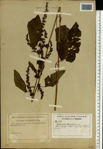 Rumex obtusifolius L., Eastern Europe, Central region (E4) (Russia)