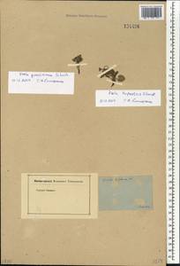 Viola gmeliniana Roem. & Schult., Siberia, Baikal & Transbaikal region (S4) (Russia)