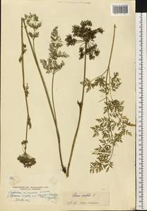 Selinum carvifolia (L.) L., Eastern Europe, Moscow region (E4a) (Russia)