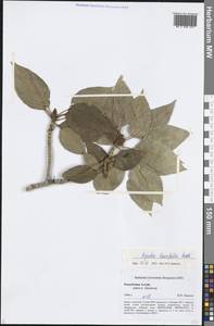 Populus laurifolia Ledeb., Siberia, Altai & Sayany Mountains (S2) (Russia)