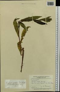Hieracium pseuderectum Schljakov, Eastern Europe, Eastern region (E10) (Russia)