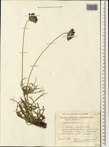 Lomelosia caucasica (M. Bieb.) Greuter & Burdet, Caucasus, Stavropol Krai, Karachay-Cherkessia & Kabardino-Balkaria (K1b) (Russia)