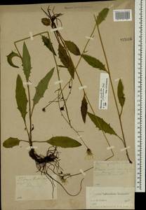 Hieracium lachenalii subsp. deductum (Sudre) Greuter, Eastern Europe, North-Western region (E2) (Russia)