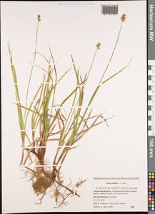 Carex accrescens Ohwi, Siberia, Russian Far East (S6) (Russia)