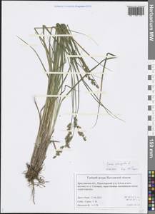 Carex elongata L., Eastern Europe, Central forest region (E5) (Russia)