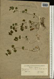 Glechoma hederacea L., Eastern Europe, Lower Volga region (E9) (Russia)