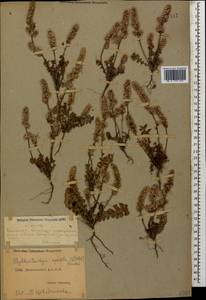 Psylliostachys spicata (Willd.) Nevski, Caucasus, Dagestan (K2) (Russia)