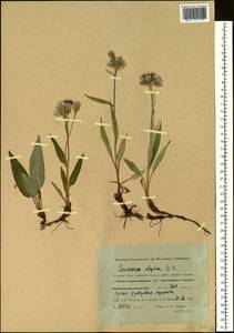 Saussurea alpina (L.) DC., Siberia, Western Siberia (S1) (Russia)
